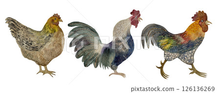 Two multi-colored roosters and a brown hen, watercolor isolated objects on a white background 126136269