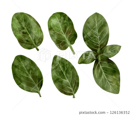 Basil leaves against white background, known for aromatic, botanical, and culinary uses in cooking 126136352