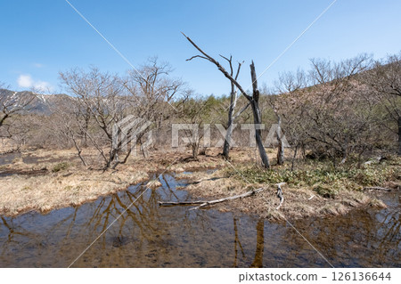 Nasu Highlands Numappara Marsh in May 126136644