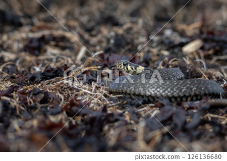 Grass snake, lat. Natrix Natrix, 126136680