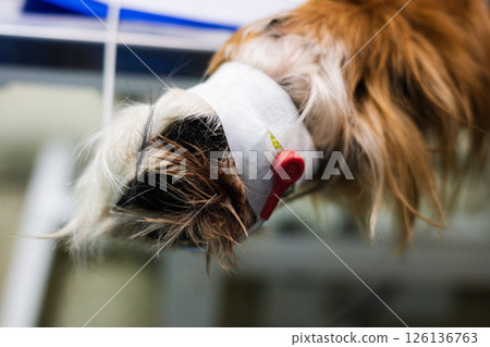 Veterinarian is attaching a sensor from a heart monitor to a dog's paw, ensuring accurate monitoring during a surgical procedure, prioritizing patient safety and well-being in veterinary practice. 126136763