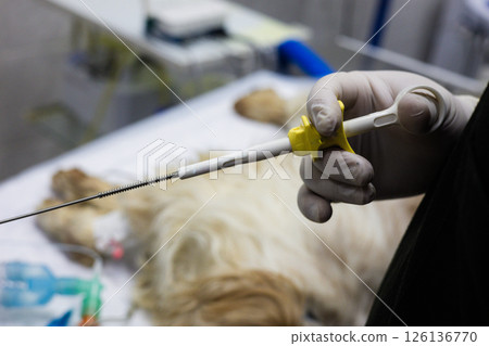 A veterinarian wearing surgical gloves holds a medical instrument during an operation on a dog lying on an operating table in a veterinary clinic. Taking a biopsy during an endoscopy on a pet. A veterinarian wearing surgical gloves holds a medical instrument during an operation on a dog lying on an operating table in a veterinary clinic. Taking a biopsy during an endoscopy on a pet. 126136770