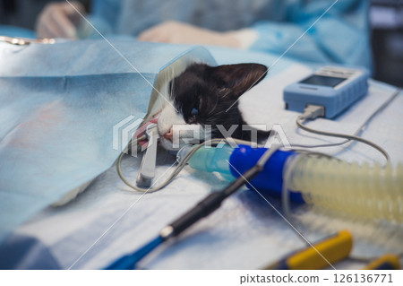 Cat undergoing surgery. A cat undergoing surgery at a veterinary clinic lies on the operating table with an anesthetic mask and equipment, highlighting the importance of veterinary care for pets. Cat undergoing surgery. A cat undergoing surgery at a veterinary clinic lies on the operating table with an anesthetic mask and equipment, highlighting the importance of veterinary care for pets. 126136771