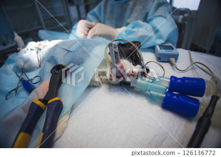 A veterinarian performs surgery on an anesthetized cat, highlighting the importance of veterinary medicine in ensuring the health of animals. An anesthetized cat undergoing orthopedic surgery. A veterinarian performs surgery on an anesthetized cat, highlighting the importance of veterinary medicine in ensuring the health of animals. An anesthetized cat undergoing orthopedic surgery. 126136772