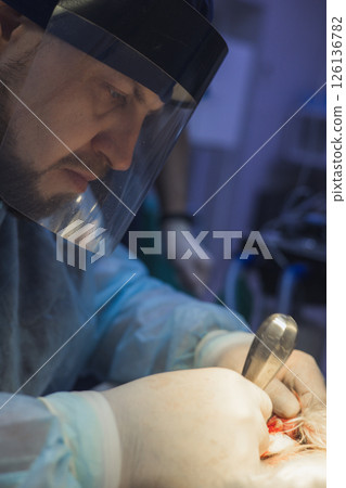 A veterinarian wearing a surgical mask and gloves performs a surgical operation on an animal in the operating room of a veterinary clinic The attentive veterinary surgeon is focused on the operation. A veterinarian wearing a surgical mask and gloves performs a surgical operation on an animal in the operating room of a veterinary clinic The attentive veterinary surgeon is focused on the operation. 126136782