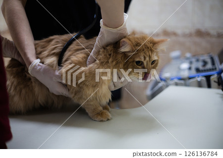 A veterinarian carefully examines a frightened, sick cat. Two veterinarians carefully examine a ginger cat with a stethoscope on a table in a veterinary clinic, ensuring his health and well-being. A veterinarian carefully examines a frightened, sick cat. Two veterinarians carefully examine a ginger cat with a stethoscope on a table in a veterinary clinic, ensuring his health and well-being. 126136784