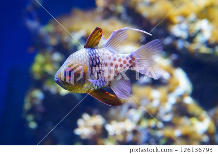 Manju Ishimochi Manju Ishimochi 126136793