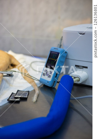 Veterinarian uses electronic devices to monitor vital signs of an anesthetized animal during a surgical procedure, ensuring patient safety and well-being in veterinary hospital. Veterinarian uses electronic devices to monitor vital signs of an anesthetized animal during a surgical procedure, ensuring patient safety and well-being in veterinary hospital. 126136801