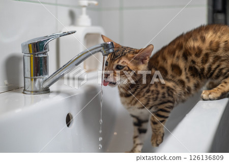 A cute kitten happily laps up tap water. An adorable Bengal kitten stands on the edge of a bathroom sink and sticks out his tongue to catch a stream of fresh water flowing from the tap. 126136809
