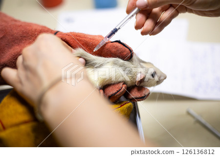 Two veterinarians wearing gloves administer a vaccine to a lab rat during a medical procedure at a research center. A lab technician administers an injection to a lab rat. Two veterinarians wearing gloves administer a vaccine to a lab rat during a medical procedure at a research center. A lab technician administers an injection to a lab rat. 126136812