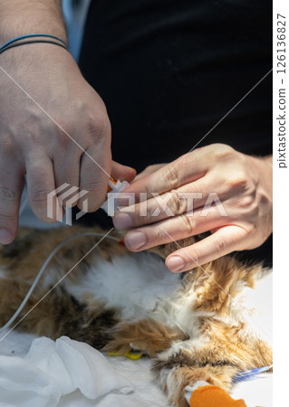 The veterinarian carefully measuring the blood pressure in the domestic cat during the usual health care, providing accurate indications and providing the necessary medical information. The veterinarian carefully measuring the blood pressure in the domestic cat during the usual health care, providing accurate indications and providing the necessary medical information. 126136827