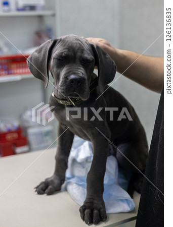 A veterinarian gently comforts a Great Dane puppy during a checkup at a veterinary clinic, offering comfort and compassion to ease the puppy's anxiety. Cute puppy being checked by a veterinarian. A veterinarian gently comforts a Great Dane puppy during a checkup at a veterinary clinic, offering comfort and compassion to ease the puppy's anxiety. Cute puppy being checked by a veterinarian. 126136835