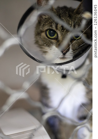 European cat wearing a protective cone after surgery, resting comfortably in a cage at the veterinary clinic, focusing on healing and recovery from the medical procedure. 126136845
