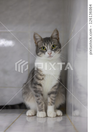 A gray and white cat sits on a tiled bathroom floor, creating a calm and homely atmosphere of feline interaction in a clean and simple environment. The cute cat looks at the camera with curiosity. A gray and white cat sits on a tiled bathroom floor, creating a calm and homely atmosphere of feline interaction in a clean and simple environment. The cute cat looks at the camera with curiosity. 126136864