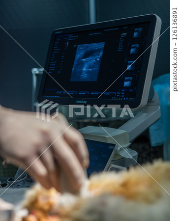 A veterinarian performs an ultrasound scan on a ginger cat, demonstrating the use of medical imaging technology in a modern veterinary clinic. Ultrasound examination of a cat. 126136891