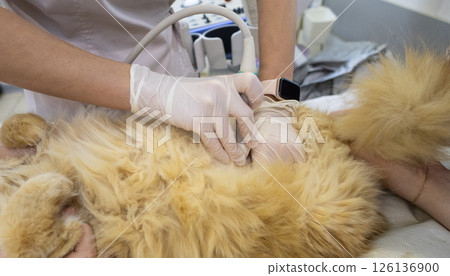 Veterinarian wearing gloves using ultrasound scanner examining ginger cat lying on examination table in veterinary clinic, providing essential healthcare and diagnostics for pets. Veterinarian wearing gloves using ultrasound scanner examining ginger cat lying on examination table in veterinary clinic, providing essential healthcare and diagnostics for pets. 126136900