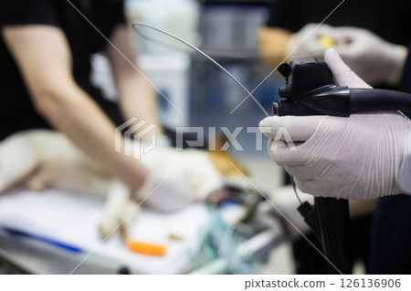 Veterinarian holding endoscope, preparing for minimally invasive surgery on a sedated dog in a modern veterinary clinic, focusing on advanced medical technology and animal care. 126136906