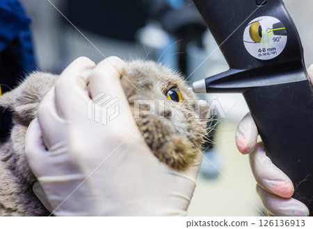 A veterinarian measures the intraocular pressure in a cat's eye using a tonometer during a medical examination at a veterinary clinic ensuring the health of the pet. An ophthalmologist examines a cat. 126136913
