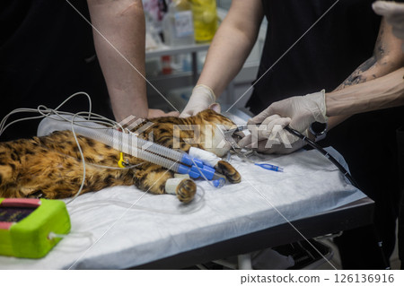 Veterinarians perform a gastroscopy procedure on an anesthetic Bengal cat lying on the operating table using specialized medical equipment. Gastroscopy in a cat. 126136916