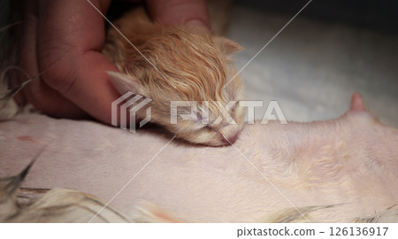 A veterinarian gently holds a newborn ginger kitten near its mother's nipple, ensuring that the kitten receives the nutrition it needs. The newborn kitten is placed against the mother cat's breast. 126136917