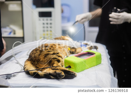 Gastroscopy in a cat. A veterinarian performs an endoscopy on an anesthetized Bengal cat lying on an operating table at a veterinary clinic, demonstrating advanced medical care for pets. Gastroscopy in a cat. A veterinarian performs an endoscopy on an anesthetized Bengal cat lying on an operating table at a veterinary clinic, demonstrating advanced medical care for pets. 126136918