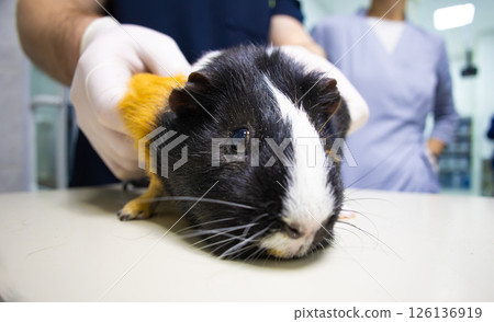 Veterinarians examine a calico guinea pig lying on an examination table at a veterinary clinic, providing essential medical care to small pets. Guinea pig at a veterinarian's appointment. Veterinarians examine a calico guinea pig lying on an examination table at a veterinary clinic, providing essential medical care to small pets. Guinea pig at a veterinarian's appointment. 126136919