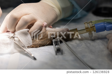 Gloved hands of a veterinarian holding a rat during a surgical procedure. Administering anesthesia through a tube. Ensuring the animal's well-being and pain management in a veterinary clinic setting. 126136928