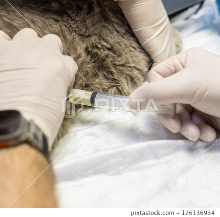 Veterinarians wearing gloves are injecting vaccine with a syringe to a gray cat lying on a medical sheet, performing a subcutaneous injection in a veterinary clinic. 126136934
