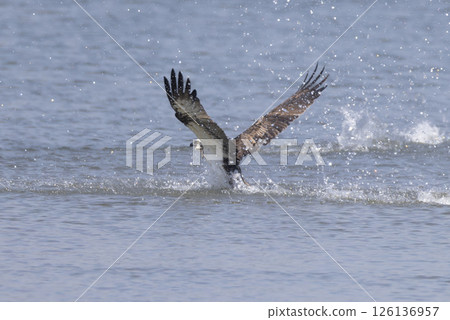 Osprey hunting 126136957