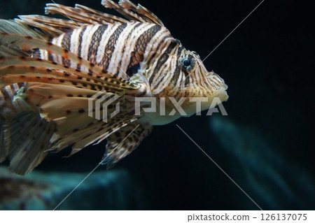 來勢洶洶的石斑魚 來勢洶洶的石斑魚 126137075