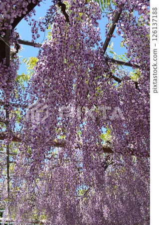 曼荼羅寺的紫藤架(愛知縣湖南市) 曼荼羅寺的紫藤架(愛知縣湖南市) 126137188