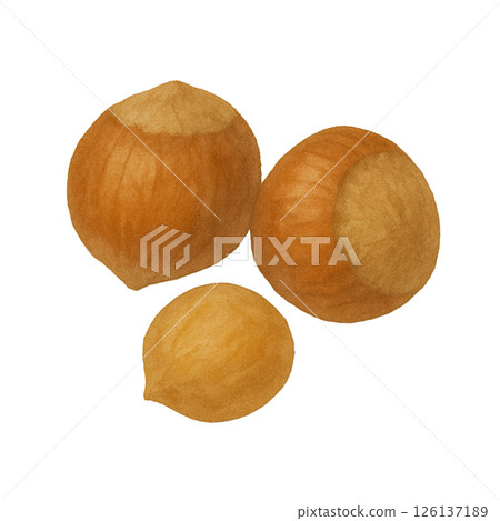 水彩榛果插圖 水彩榛果插圖 126137189