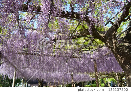 曼荼羅寺的紫藤架(愛知縣湖南市) 曼荼羅寺的紫藤架(愛知縣湖南市) 126137200