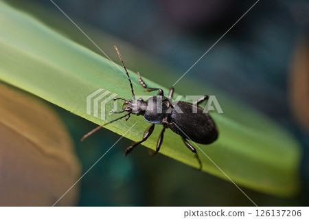 Black beetle closeup in evening light of a lamp 126137206