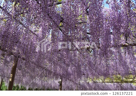曼荼羅寺的紫藤架(愛知縣湖南市) 曼荼羅寺的紫藤架(愛知縣湖南市) 126137221