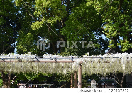 曼荼羅寺的紫藤架(愛知縣湖南市) 曼荼羅寺的紫藤架(愛知縣湖南市) 126137222