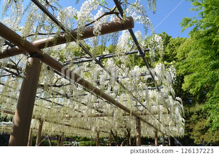 曼荼羅寺的紫藤架(愛知縣湖南市) 曼荼羅寺的紫藤架(愛知縣湖南市) 126137223