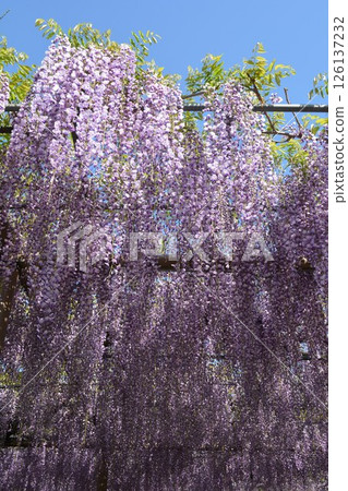 曼荼羅寺的紫藤架（愛知縣湖南市） 126137232