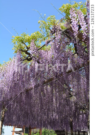 曼荼羅寺的紫藤架(愛知縣湖南市) 曼荼羅寺的紫藤架(愛知縣湖南市) 126137233