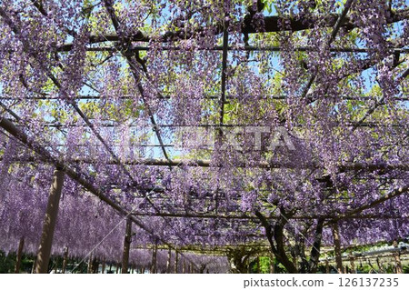 曼荼羅寺的紫藤架(愛知縣湖南市) 曼荼羅寺的紫藤架(愛知縣湖南市) 126137235