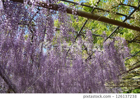 曼荼羅寺的紫藤架(愛知縣湖南市) 曼荼羅寺的紫藤架(愛知縣湖南市) 126137238