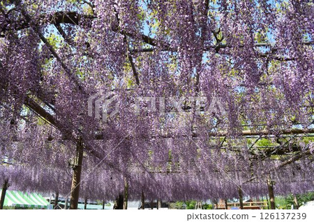 曼荼羅寺的紫藤架(愛知縣湖南市) 曼荼羅寺的紫藤架(愛知縣湖南市) 126137239