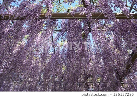 曼荼羅寺的紫藤架(愛知縣湖南市) 曼荼羅寺的紫藤架(愛知縣湖南市) 126137286