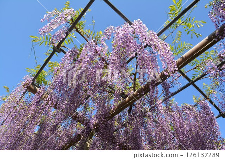 曼荼羅寺的紫藤架(愛知縣湖南市) 曼荼羅寺的紫藤架(愛知縣湖南市) 126137289