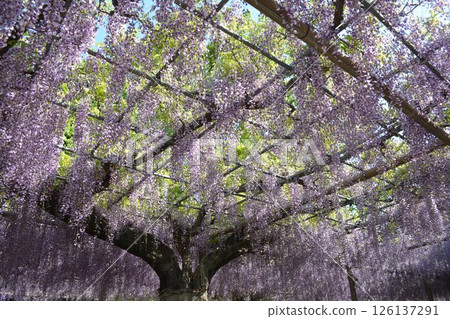 Wisteria trellis at Mandala Temple (Konan City, Aichi Prefecture) Wisteria trellis at Mandala Temple (Konan City, Aichi Prefecture) 126137291