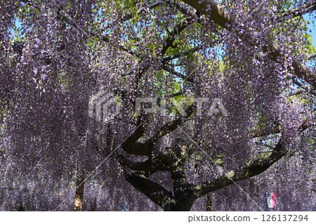 曼荼羅寺的紫藤架(愛知縣湖南市) 曼荼羅寺的紫藤架(愛知縣湖南市) 126137294