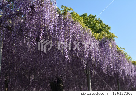 曼荼羅寺的紫藤架(愛知縣湖南市) 曼荼羅寺的紫藤架(愛知縣湖南市) 126137303