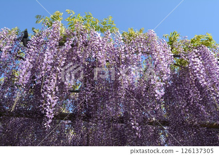 Wisteria trellis at Mandala Temple (Konan City, Aichi Prefecture) Wisteria trellis at Mandala Temple (Konan City, Aichi Prefecture) 126137305