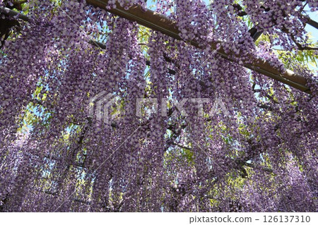 Wisteria trellis at Mandala Temple (Konan City, Aichi Prefecture) 126137310