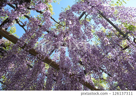 Wisteria trellis at Mandala Temple (Konan City, Aichi Prefecture) Wisteria trellis at Mandala Temple (Konan City, Aichi Prefecture) 126137311